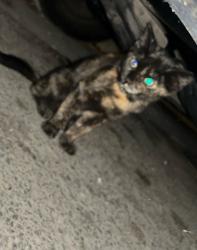 Lost Female Cat last seen Near , Santa Ana, CA 92701