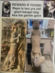 Lost Male Dog last seen Snelling and Larpenture, Falcon Heights, MN 55113