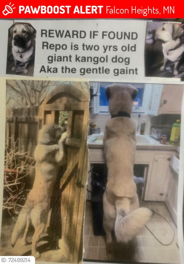 Lost Male Dog last seen Snelling and Larpenture, Falcon Heights, MN 55113