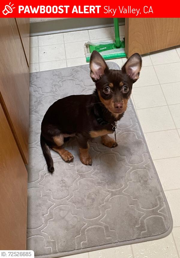 Lost Male Dog last seen Unsure was camping in the area , Sky Valley, CA 92241