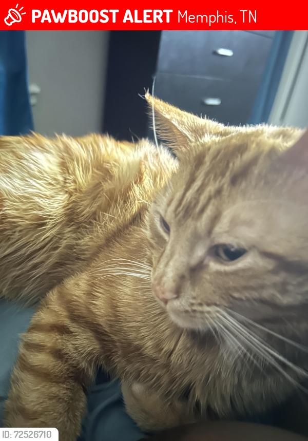 Lost Male Cat last seen Holmes, Memphis, TN 38152