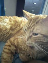 Lost Male Cat last seen Holmes, Memphis, TN 38152