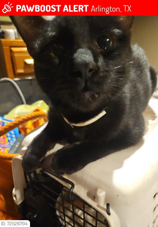 Lost Male Cat last seen Near the Eon @I-20& Kelly Elliot rd., Arlington, TX 76017