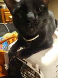 Lost Male Cat last seen Near the Eon @I-20& Kelly Elliot rd., Arlington, TX 76017