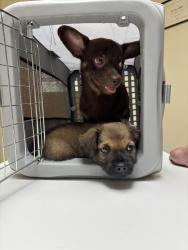 Lost Male Dog last seen luckey villa , San Antonio, TX 78252