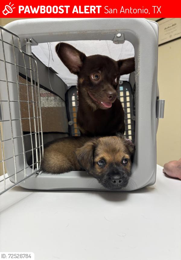 Lost Male Dog last seen luckey villa , San Antonio, TX 78252