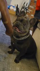 Lost Male Dog last seen Lake murray lake, La Mesa, CA 91942