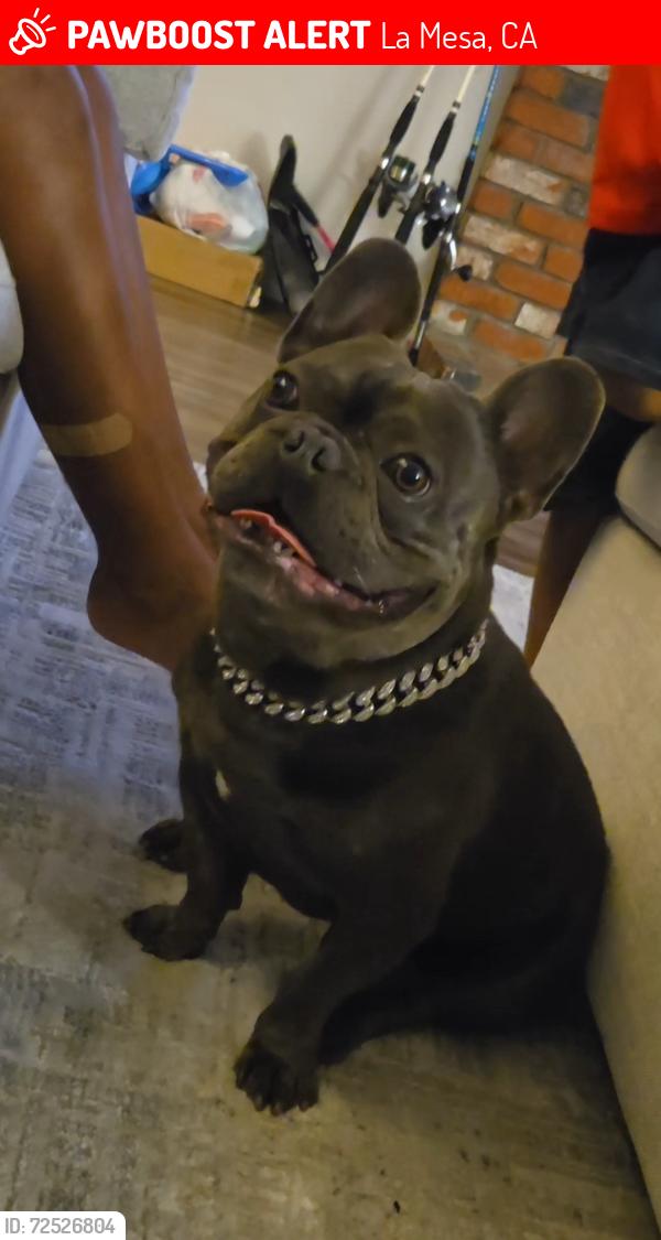 Lost Male Dog last seen Lake murray lake, La Mesa, CA 91942
