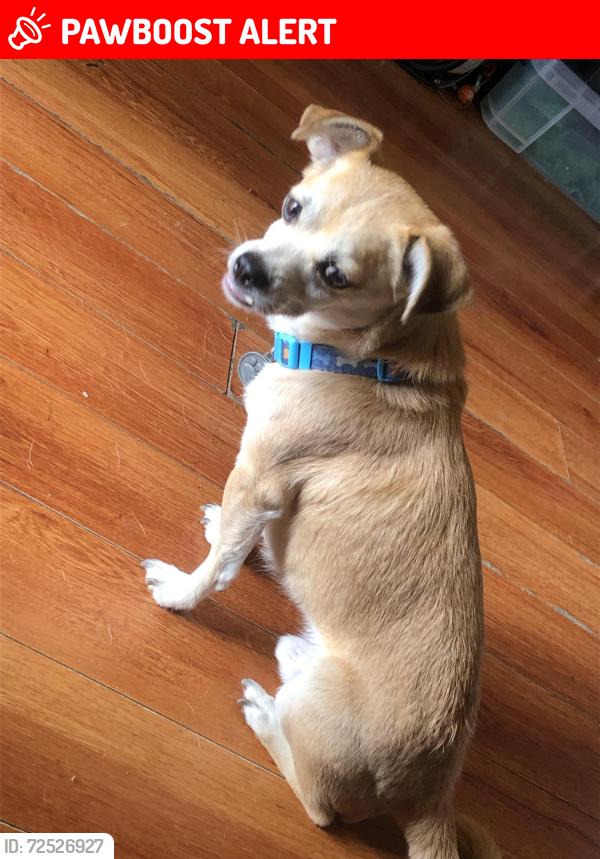 Lost Male Dog last seen E Avenue S , Los Angeles County, CA 93543