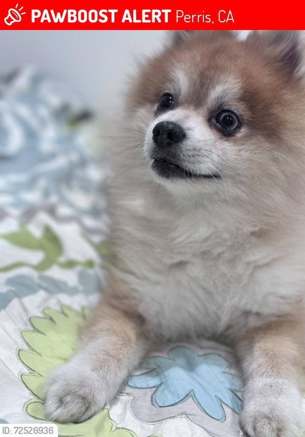 Lost Male Dog last seen A st Perris Ca, Perris, CA 92570