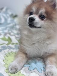 Lost Male Dog last seen A st Perris Ca, Perris, CA 92570