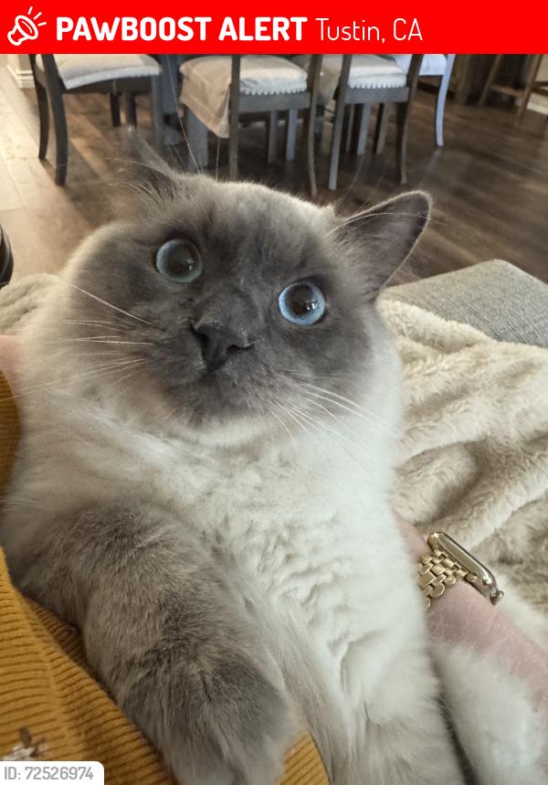 Lost Male Cat last seen Near Gallery, Tustin, CA 92782