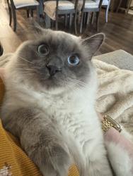 Lost Male Cat last seen Near Gallery, Tustin, CA 92782