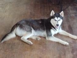 Lost Female Dog last seen Vassar and Humboldt , South Bend, IN 46628