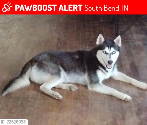 Lost Female Dog last seen Vassar and Humboldt , South Bend, IN 46628