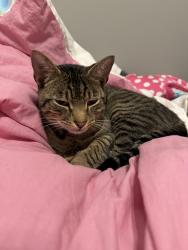 Lost Male Cat last seen John Wild Road , Ponchatoula, LA 70454
