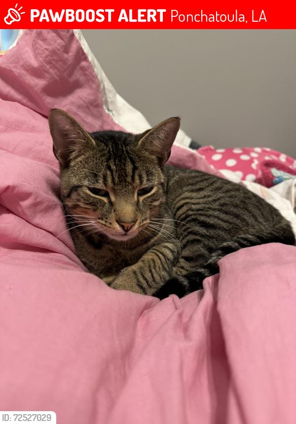 Lost Male Cat last seen John Wild Road , Ponchatoula, LA 70454