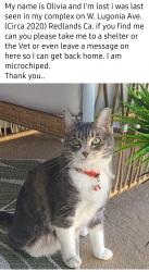 Lost Female Cat last seen Near W Lugonia Ave. Redlands, Ca, Redlands, CA 92374