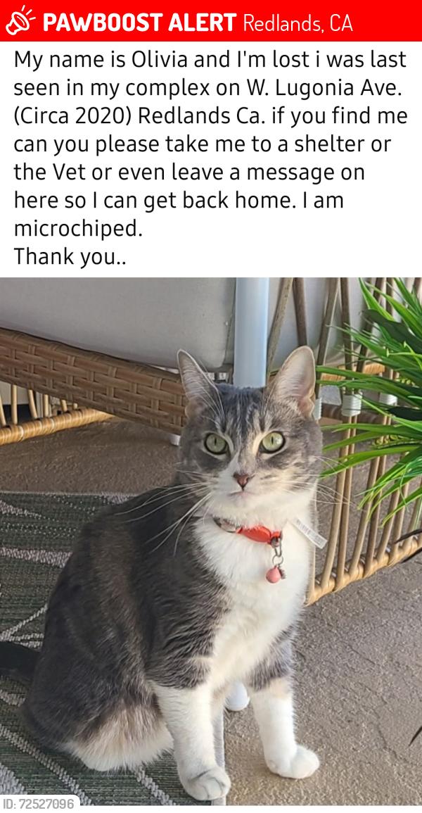 Lost Female Cat last seen Near W Lugonia Ave. Redlands, Ca, Redlands, CA 92374