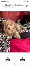 Lost Male Dog last seen Center, Harvey, IL 60426