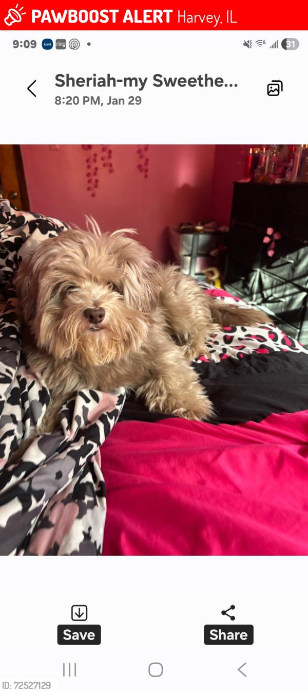 Lost Male Dog last seen Center, Harvey, IL 60426