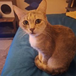 Lost Female Cat last seen Beverly dr and vista pl, Hemet, CA 92545