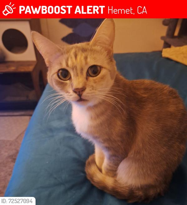 Lost Female Cat last seen Beverly dr and vista pl, Hemet, CA 92545