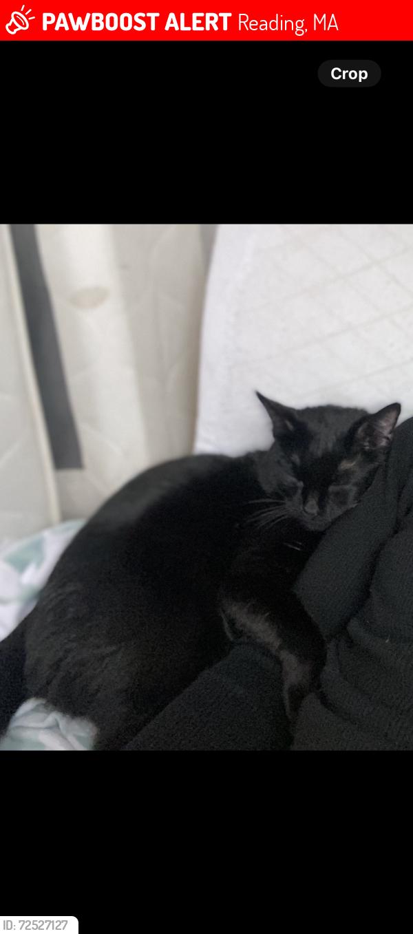 Lost Male Cat last seen Van Norden Road, Reading, MA 01867