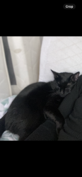 Lost Male Cat last seen Van Norden Road, Reading, MA 01867