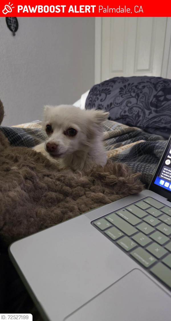 Lost Female Dog last seen Spanish broom and Alton dr palmdale ca, Palmdale, CA 93550