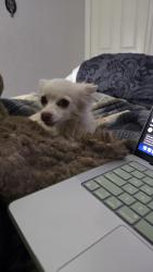 Lost Female Dog last seen Spanish broom and Alton dr palmdale ca, Palmdale, CA 93550
