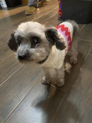 Lost Female Dog last seen Tesoro Ave. , Rancho Viejo, TX 78575