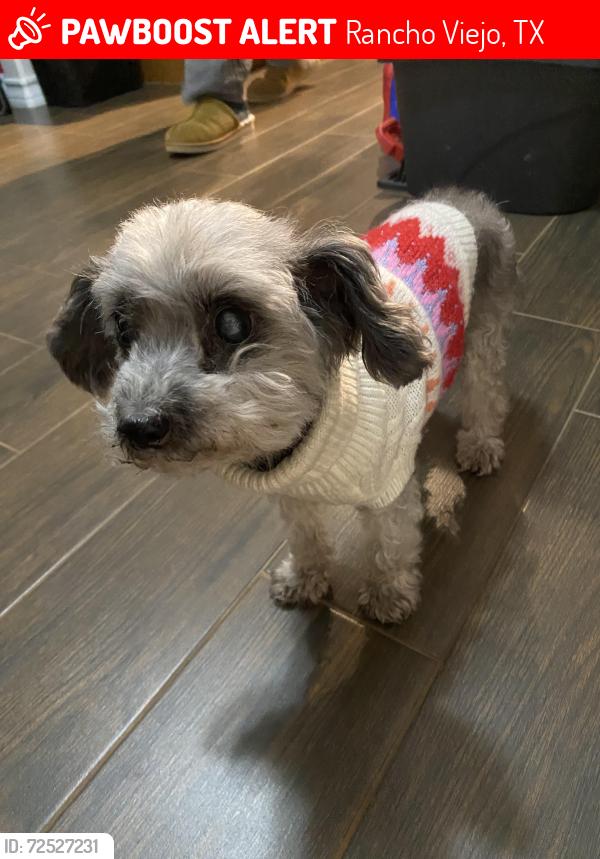 Lost Female Dog last seen Tesoro Ave., Rancho Viejo, TX 78575