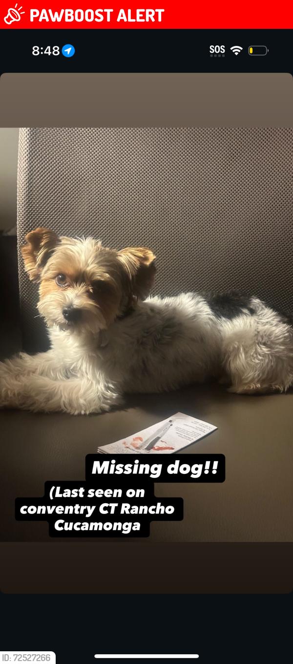 Lost Male Dog last seen Conventry CT, Rancho Cucamonga, CA 91739