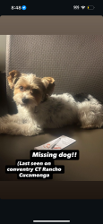 Lost Male Dog last seen Conventry CT, Rancho Cucamonga, CA 91739