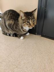 Lost Male Cat last seen 86th Ave & 258th, Graham, WA 98338