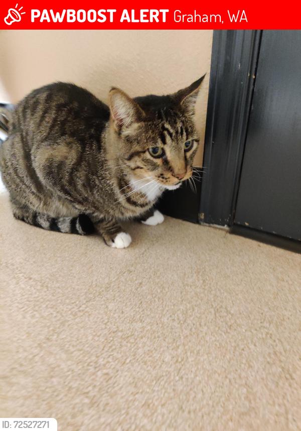 Lost Male Cat last seen 86th Ave & 258th, Graham, WA 98338