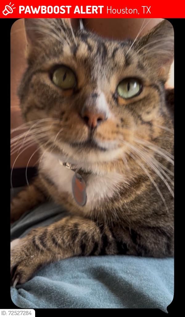 Lost Male Cat last seen Telge rd and Stable Lake, Houston, TX 77429