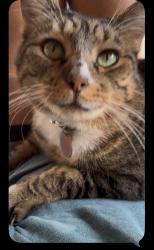 Lost Male Cat last seen Telge rd and Stable Lake, Houston, TX 77429