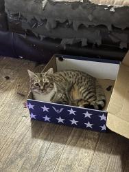 Lost Female Cat last seen Victoria , North Chicago, IL 60064