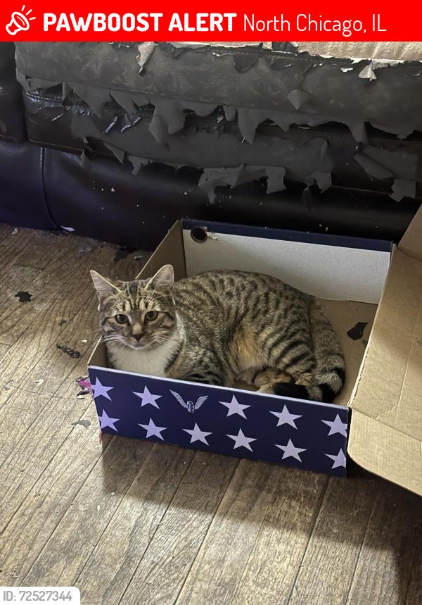 Lost Female Cat last seen Victoria , North Chicago, IL 60064