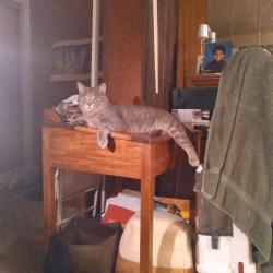 Lost Male Cat last seen WAtertower area, Cincinnati, OH 45230