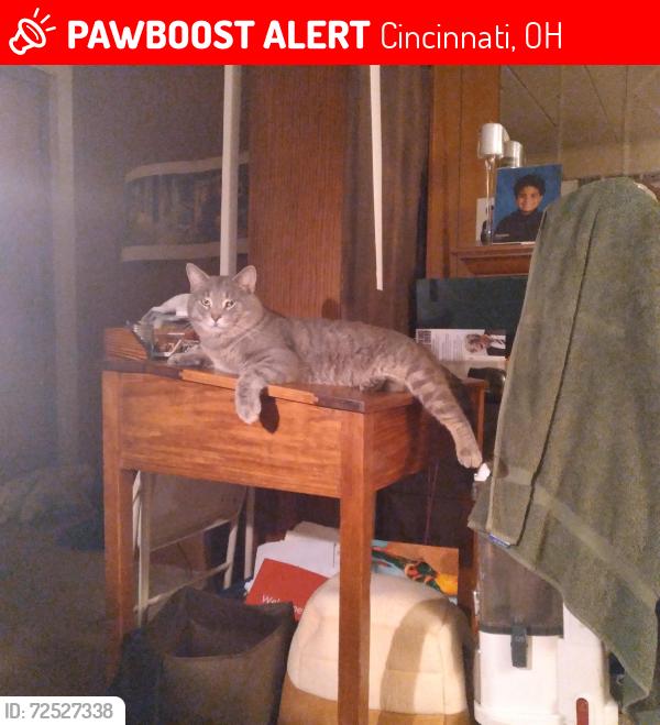 Lost Male Cat last seen WAtertower area, Cincinnati, OH 45230