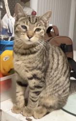 Lost Female Cat last seen Dr Lester Brown Park, Miami Gardens, FL 33056