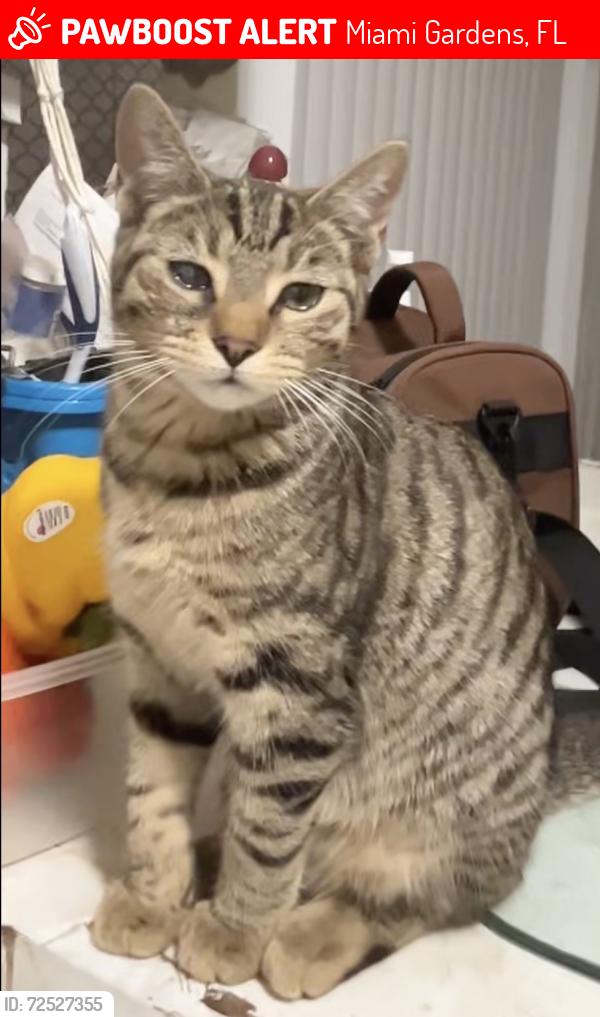 Lost Female Cat last seen Dr Lester Brown Park, Miami Gardens, FL 33056