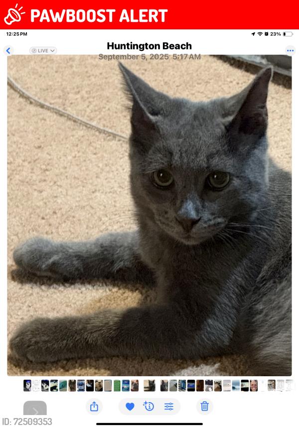 Lost Male Cat last seen Golden West and Heil in that small park, Huntington Beach, CA 92647