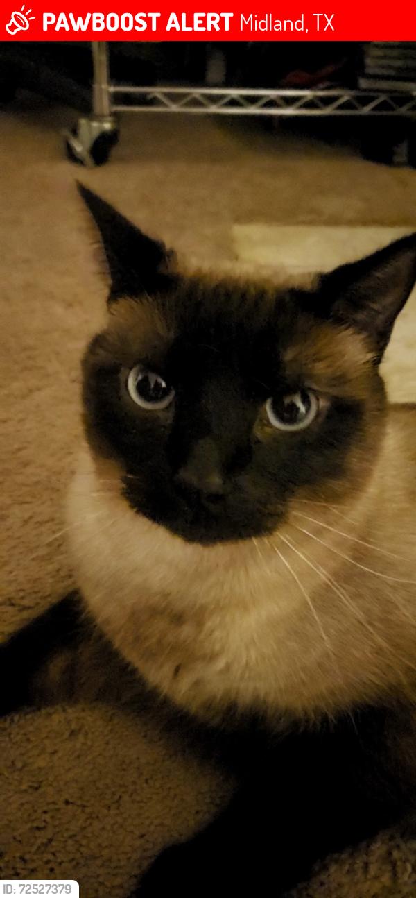 Lost Male Cat last seen Near Coleman school. 1400 block of E Jax , Midland, TX 79701