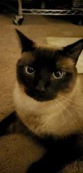 Lost Male Cat last seen Near Coleman school. 1400 block of E Jax , Midland, TX 79701