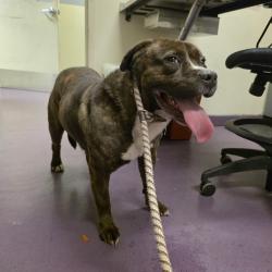 Found/Stray Male Dog last seen Near N Bellflower Blvd, Long Beach, CA 90808, Long Beach, CA 90808