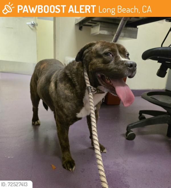Found/Stray Male Dog last seen Near N Bellflower Blvd, Long Beach, CA 90808, Long Beach, CA 90808